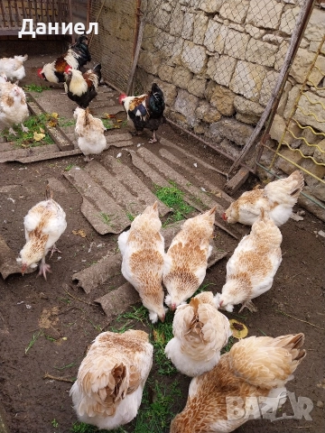 Фаверол, снимка 8 - Други животни - 50275579