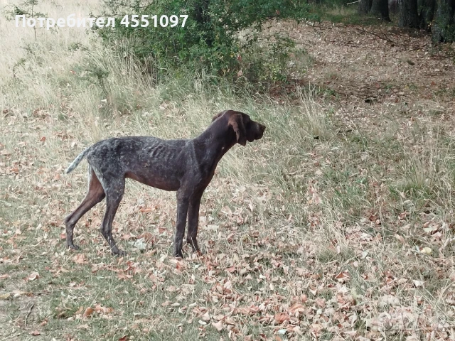 Курцхаар, снимка 1