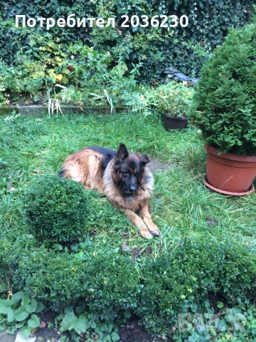 Разходка на кучета