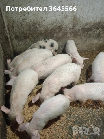 малки прасета, снимка 3 - Прасета - 52900634