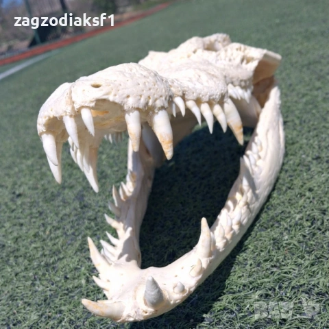ЧЕЛЮСТ от КРОКОДИЛ - 100% Истинска челюст, снимка 2 - Колекции - 53087784