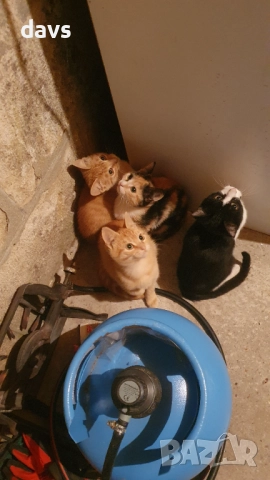 Малки котета – различни шарки, снимка 8 - Други - 51939189