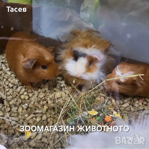 Морски свинчета