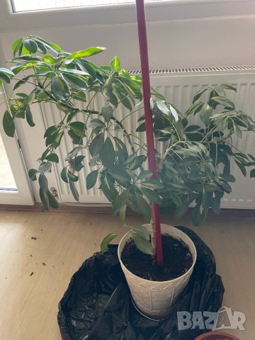 Шефлера, снимка 3 - Стайни растения - 43837457