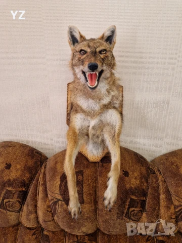 Препариран чакал, снимка 4 - Колекции - 50774876