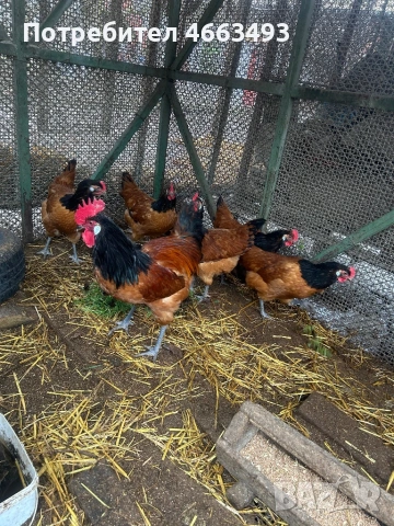 Форверк, снимка 3 - други­ - 53437257