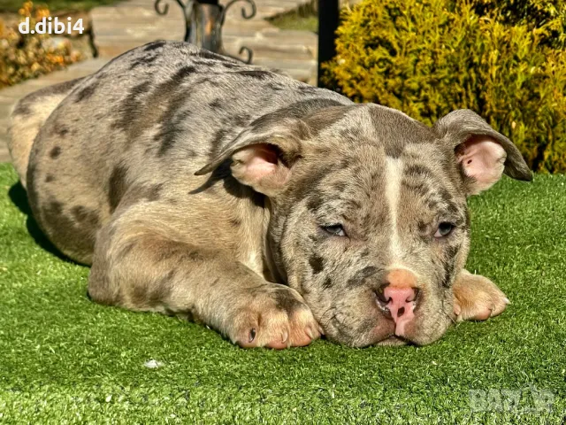 Американско Покет були, снимка 6 - Други - 48992661