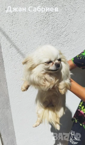 чихуахуа момиче , снимка 3 - Чихуахуа - 50838397