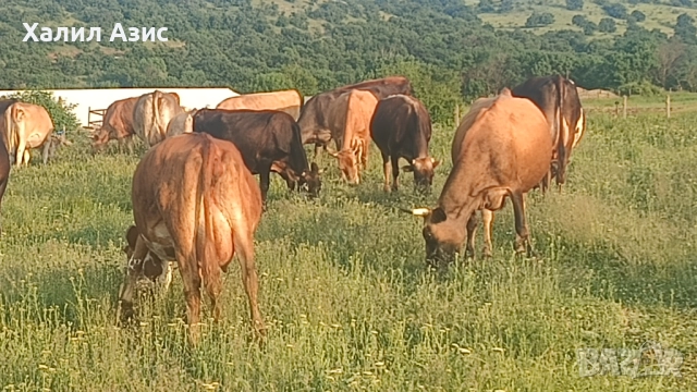 Продавам стадо крави джарсей. 34 броя редовни дойни. Повечето са бременни 7-ми месец., снимка 16 - Крави - 52032985
