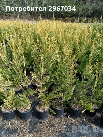 лейланди 70 см до 80 см 10 лв брой 