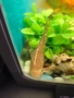 обурудван аквариум с рибки , снимка 3