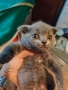Продавам котета, снимка 3