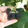   Къпина Блек Сатин -Rubus Fruticosus Black Satin, снимка 1 - Разсади - 43331002