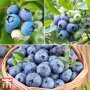 Боровинка (Синьо Злато)/Vaccinium Blue gold, снимка 2