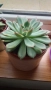 Красула Тенелли - Crassula mesembryanthemoides 'Tenelli / Ешеверия - Echeveria pulidonis Rondo , снимка 6