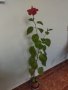 Китайски рози хибискус червена фуния, снимка 14