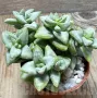 Crassula rupestris ‘Rosary Vine’, снимка 2
