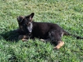 малки немски овчарки, снимка 8
