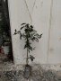 Промоция на дафинов лист - лаврово дърво, снимка 7