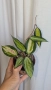 Хоя/ Hoya (резници-cuttings) , снимка 7