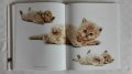 Котешки луксозни албуми, снимка 10