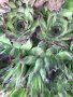 Сукуленти  / Алпийска роза / Дебелец, снимка 1 - Градински цветя и растения - 36791124