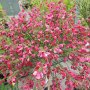 Цитисус-(Cytisus killiney red), снимка 5