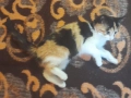 Малко сладко коте/котенце търси своя дом спешно във Варна, снимка 1