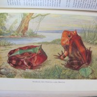 1956г.Научна Книга Илюстрации за Рибите и Водните Обитатели, снимка 8 - Антикварни и старинни предмети - 44029993