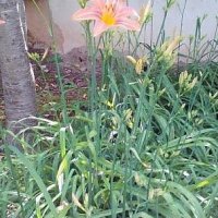 Хемерокалис "Рицарска звезда" 💥💥, снимка 2 - Сортови семена и луковици - 28079488