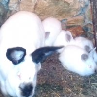 Калифорнийски  зайци, снимка 8 - Други - 13789539