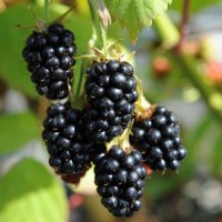   Къпина Блек Сатин -Rubus Fruticosus Black Satin, снимка 2 - Разсади - 43330986
