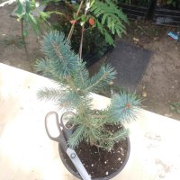 Сребрист смърч (Picea pungens), снимка 4 - Разсади - 35188178