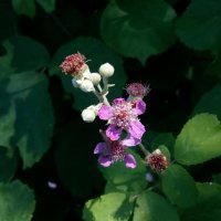 Розово цъфтяща сладка къпина (Лох мери), снимка 4 - Градински цветя и растения - 27265616