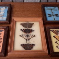Колекция от пеперуди рамкирани  120лв за всички , снимка 1 - Колекции - 40701500