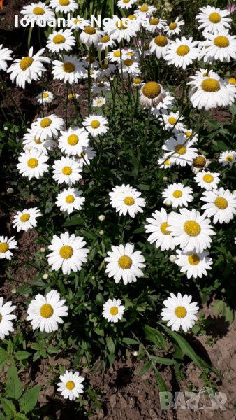 Маргаритки, снимка 1