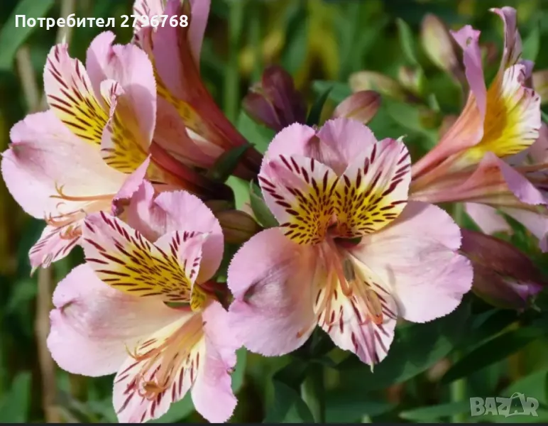 Алстромерия на корен, снимка 1