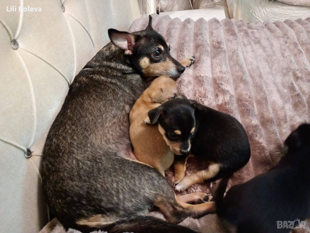 Домашни любимци , снимка 1