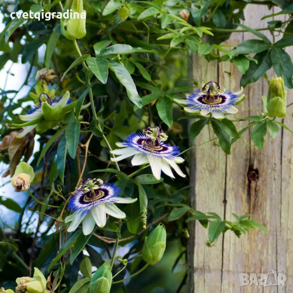Passiflora caerulea (Пасифлора керулеа), снимка 1
