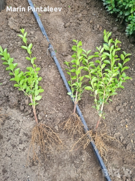 Лигуструм (Ligustrum Ovalifolium), снимка 1