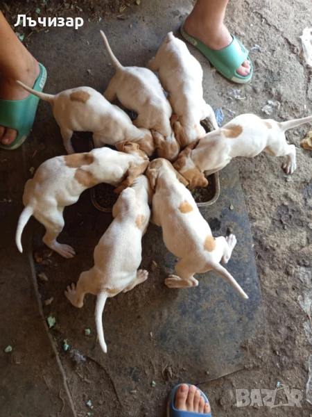 От супер работещи родители обестпаразетявани вътрешено и външно , снимка 1