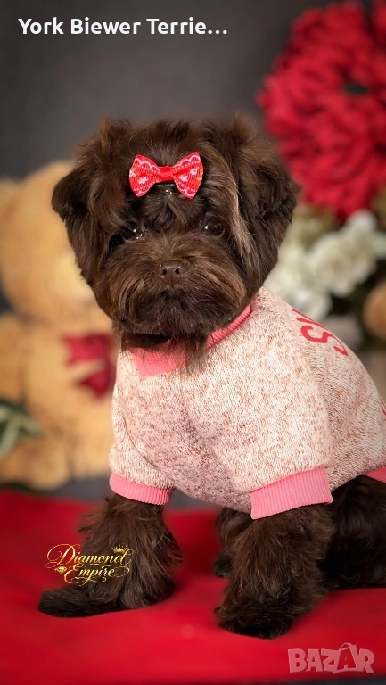 Мини Maltipoo –мини момче, шоколадов цвят, Baby Face, снимка 1