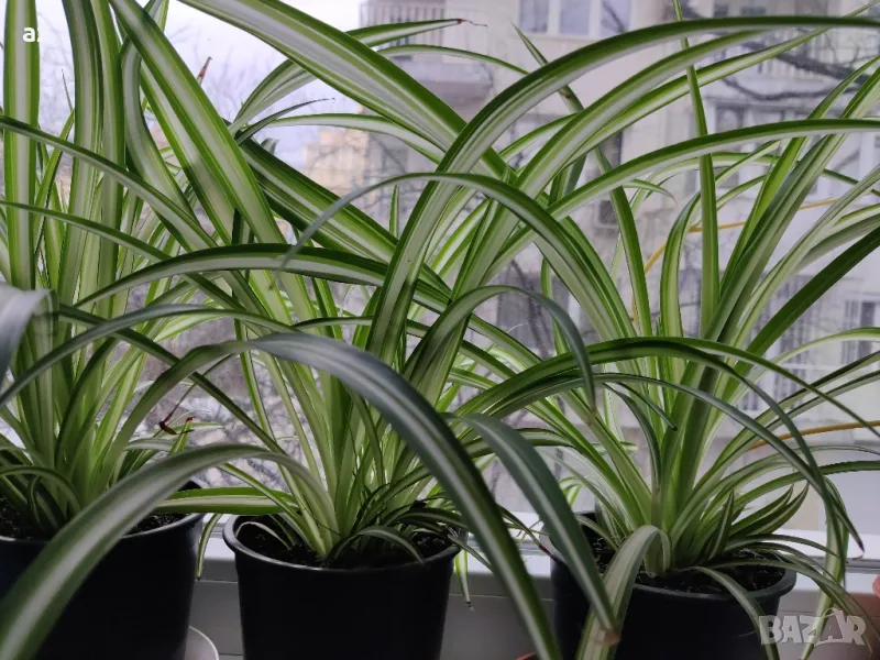 хлорифитум /зелена лилия/, снимка 1