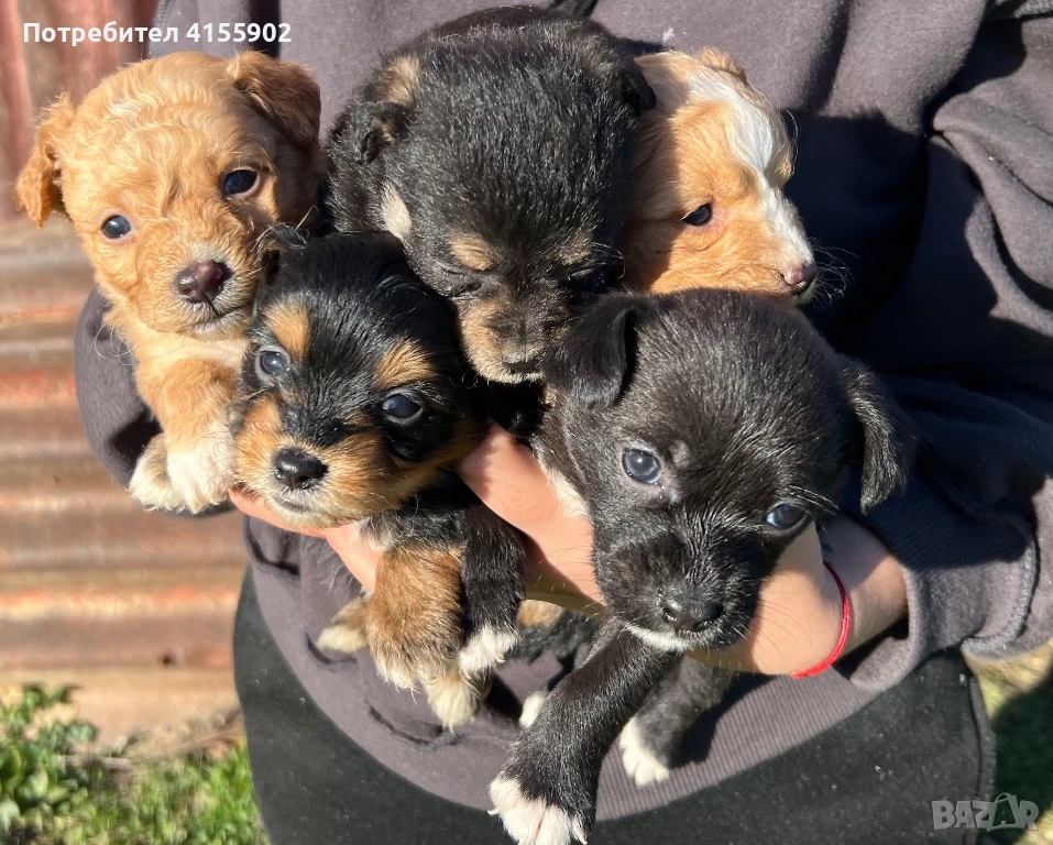 Кученца пинчер микс- дребни и сладки , снимка 1