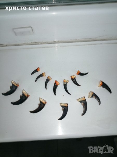 Щипки от морски раци , снимка 1