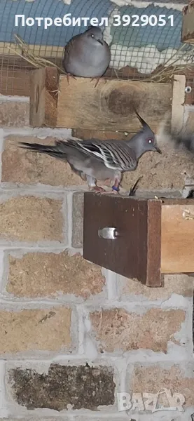 Продавам Австралийски качулати, снимка 1