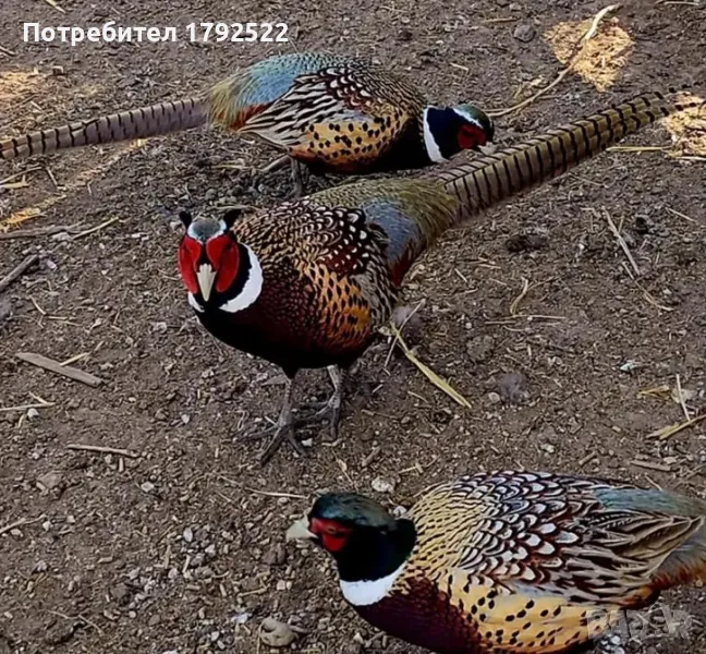 Мъжки фазани , снимка 1
