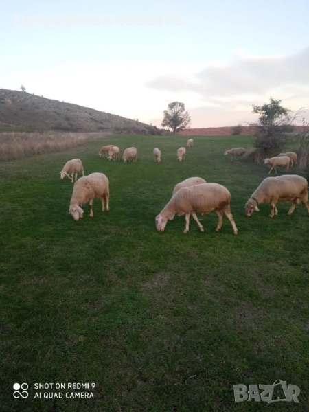 30 броя овце , снимка 1