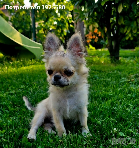  чихуахуа , снимка 1