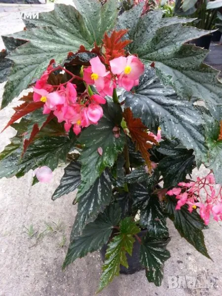 бегония Софи Сесил ,цъфти червено, снимка 1